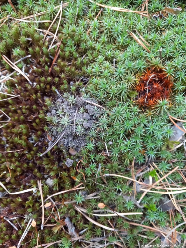 Лесотерапия — Винтажные куклы ГДР (Немки): Бигги (фото 10)