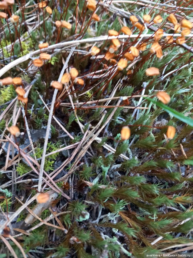 Лесотерапия — Винтажные куклы ГДР (Немки): Бигги