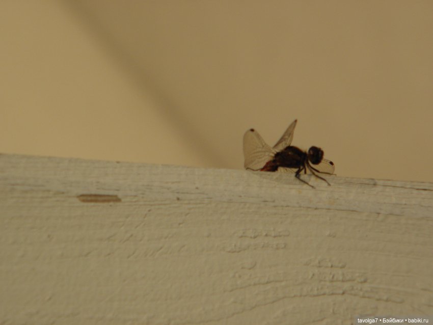 Лугнасад — Фэшн (фото 2)