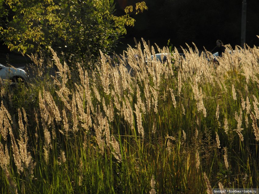 Лугнасад — Фэшн