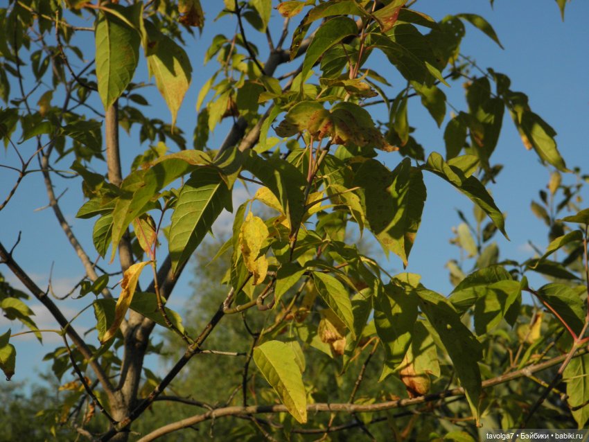 Лугнасад — Фэшн