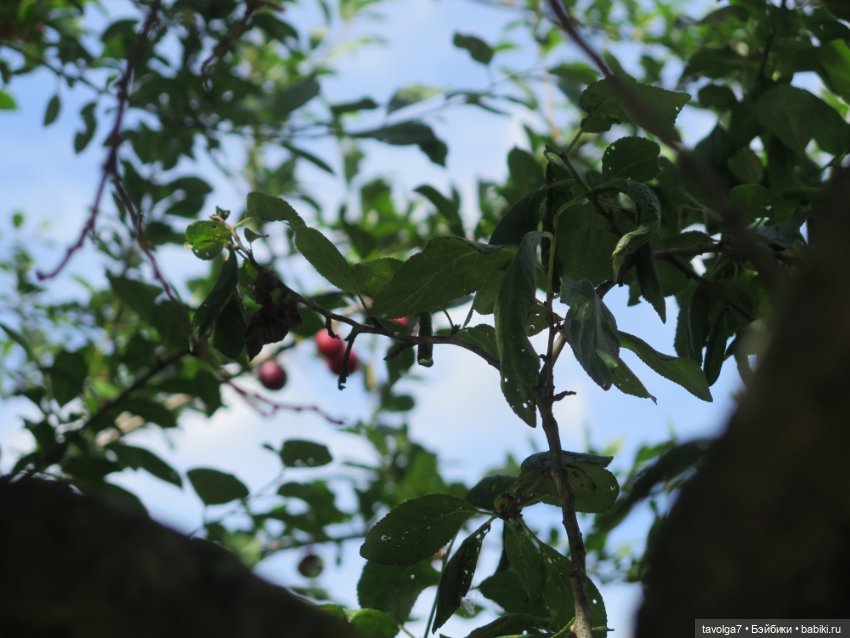 Матрёшки и лимонад в Коломне (фото 9)