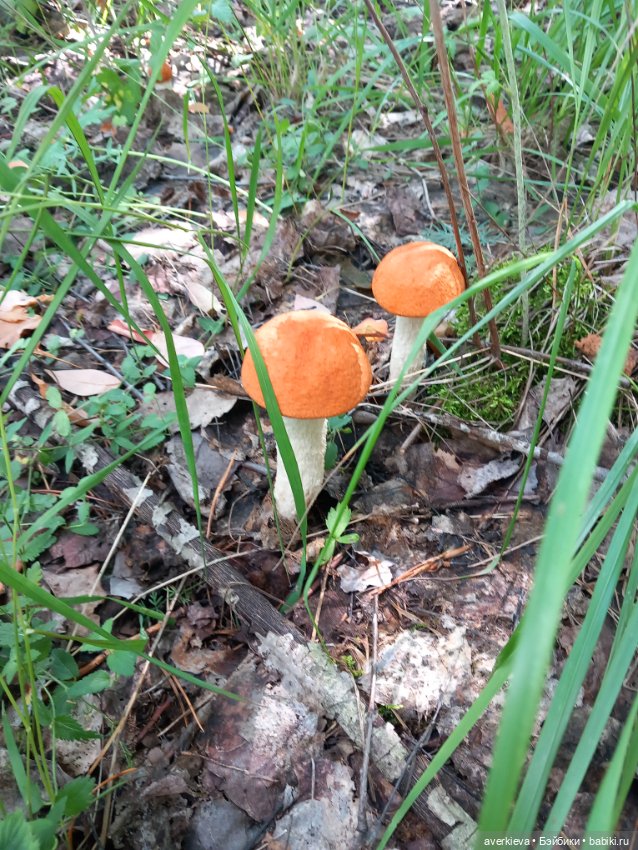 Невзапный выходной — Интересные игрушки и фигурки (разное): редкие (фото 6)