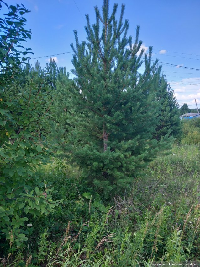 Ещё один чудесный день — Текстильные игрушки и примитивы: кофейные