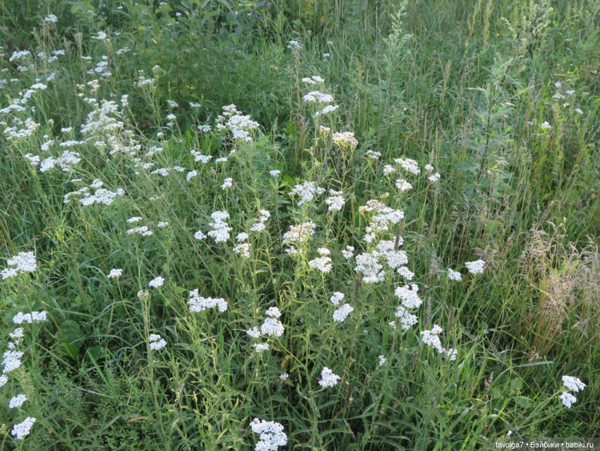 Новое платье и новые ручки для Дюймовочки Аским (фото 2)