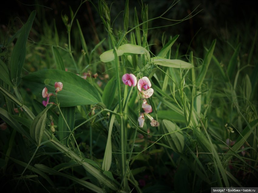 Феечки Sparkle-Seasters — Игровые мини