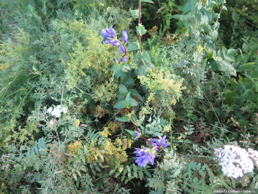 Феечки Sparkle-Seasters — Игровые мини