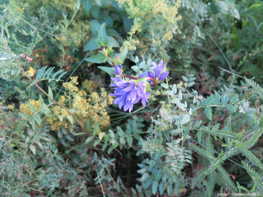 Феечки Sparkle-Seasters — Игровые мини