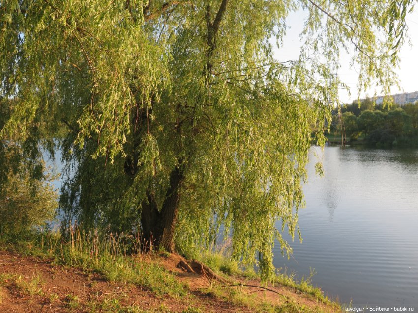 Не знаешь, кого брать - бери самых маленьких (фото 10)