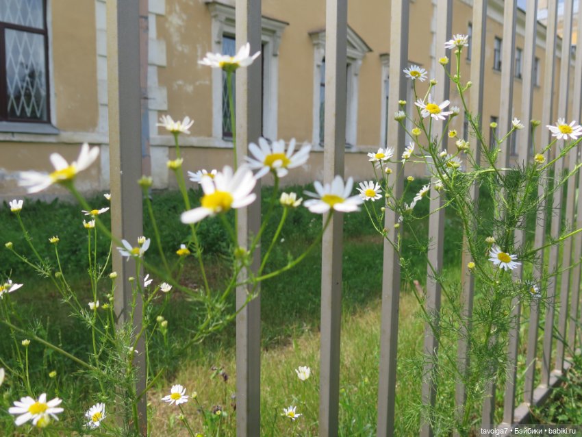 Triniti Dolls в Питере — Туризм и путешествия: фотоотчеты из поездок (фото 5)