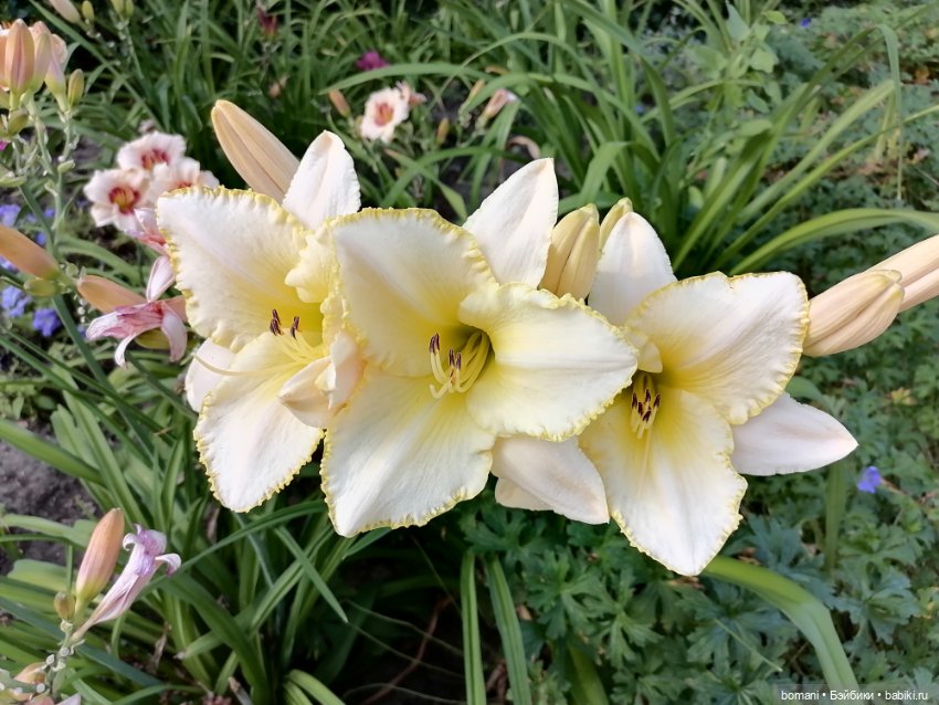 Куклы Tafidolls (Татьяна Филенко): российские BJD (БЖД)