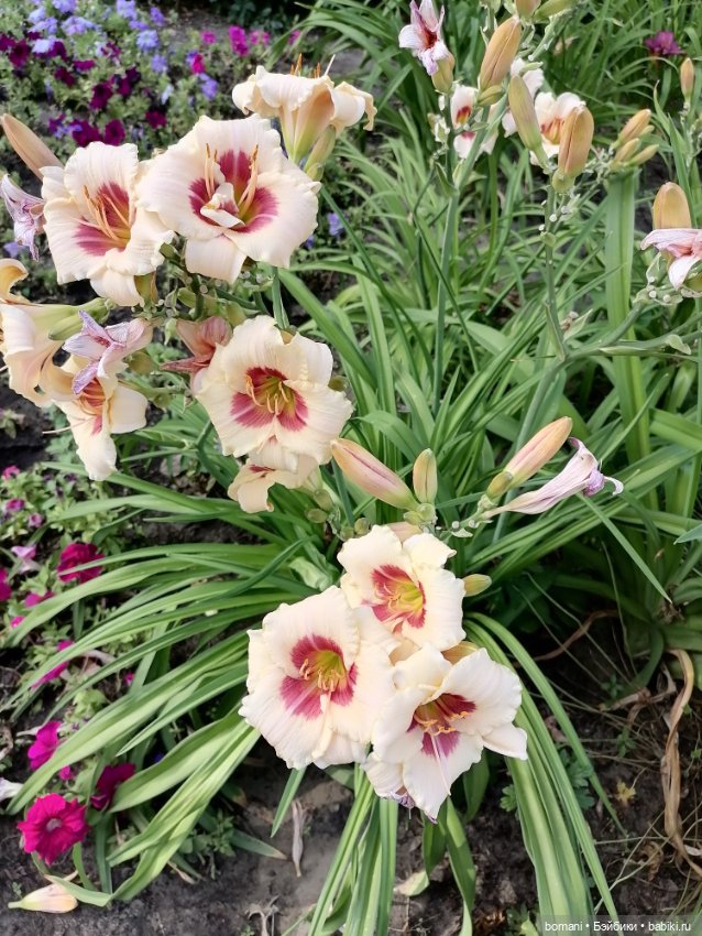 Куклы Tafidolls (Татьяна Филенко): российские BJD (БЖД)