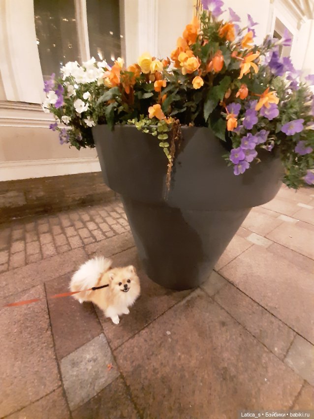 Ерошка поздравляет с Днем кошек🐱