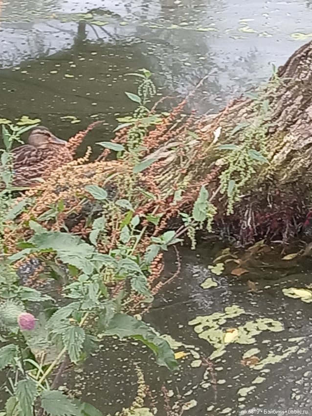 Прогулка в приусадебном парке (фото 7)