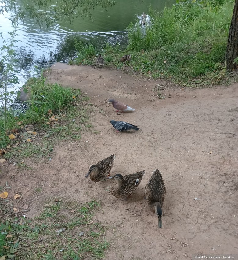 Прогулка в приусадебном парке (фото 5)
