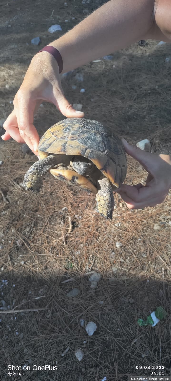 Мистер Бин покоряет горы — Куклы с Алиэкспресс (Aliexpress): Китайские шарнирные (фото 7)