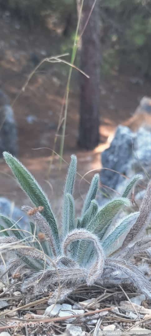 Мистер Бин покоряет горы — Куклы с Алиэкспресс (Aliexpress): Китайские шарнирные