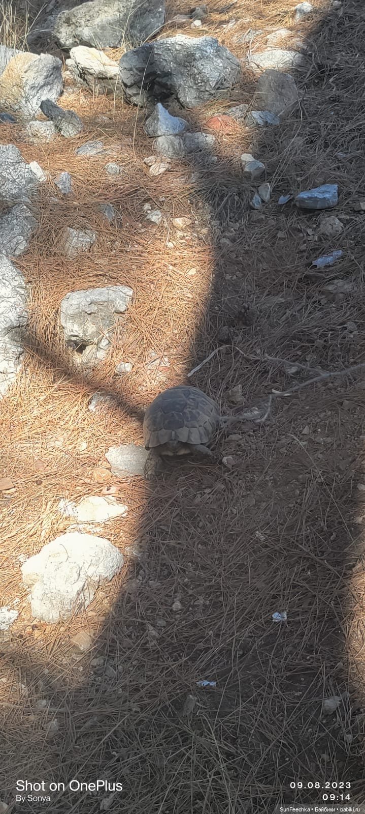 Мистер Бин покоряет горы — Куклы с Алиэкспресс (Aliexpress): Китайские шарнирные