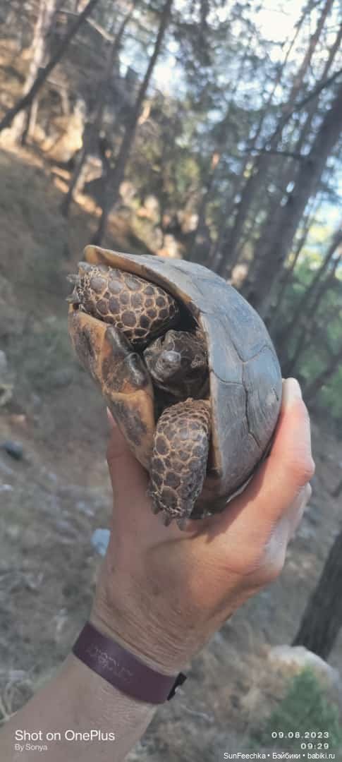 Мистер Бин покоряет горы — Куклы с Алиэкспресс (Aliexpress): Китайские шарнирные (фото 9)