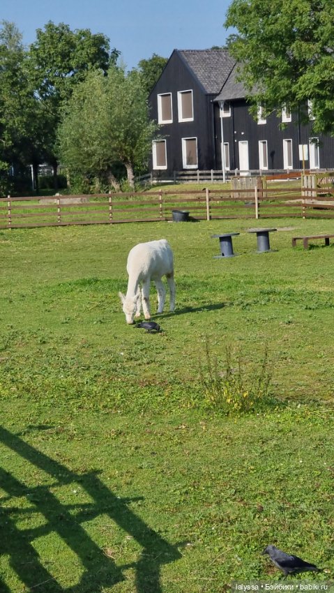 Larissa i Missy у залива. Юбилейный топик