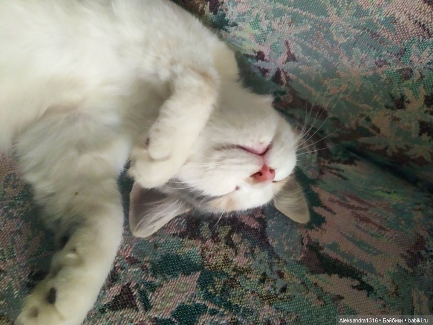 Маруся спит😉 — Аниме куклы (MJD/Винил): Imomo