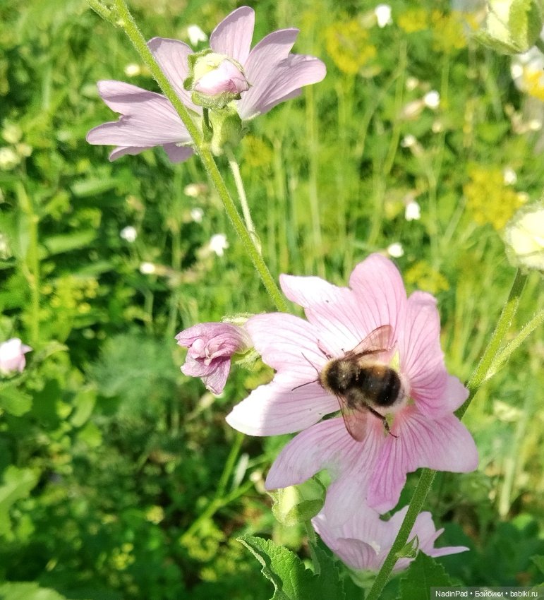 Цветочная фея при делах🌸 — Болталка и разговоры обо всем: жизнь