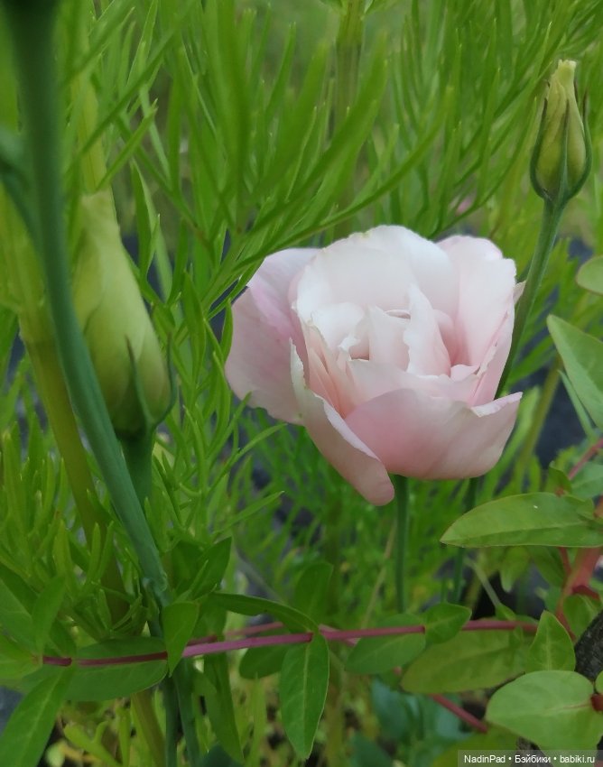 Цветочная фея при делах🌸 — Болталка и разговоры обо всем: жизнь