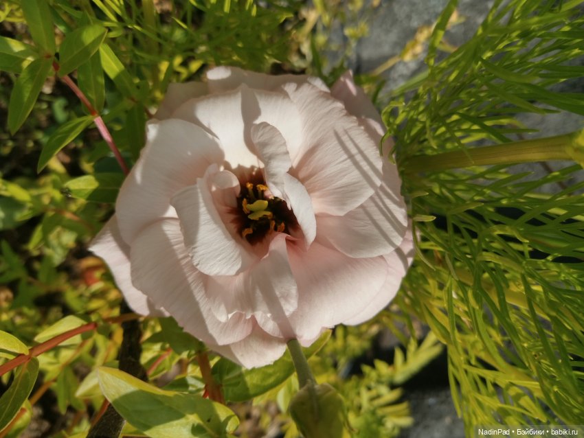 Цветочная фея при делах🌸 — Болталка и разговоры обо всем: жизнь
