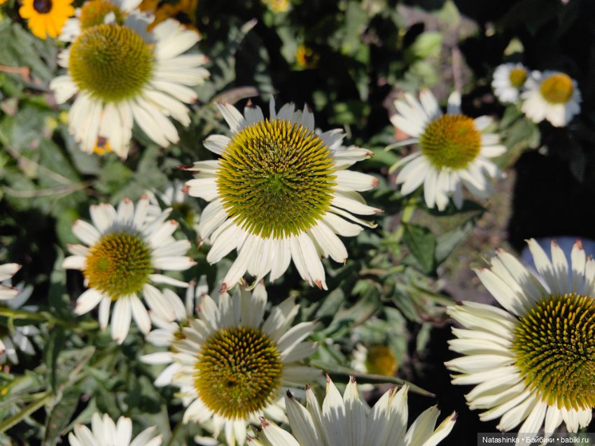 Музыкальная история или все в Шоколаде 23 (фото 10)