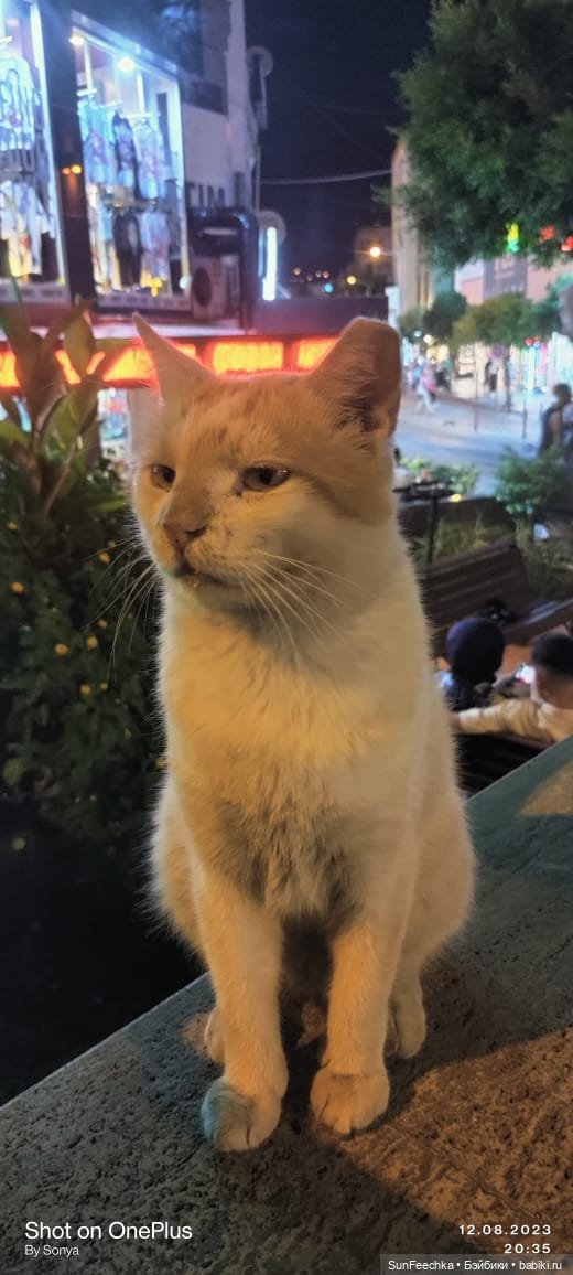 Котиками Алании посвящаю — Туризм и путешествия: фотоотчеты из поездок (фото 4)