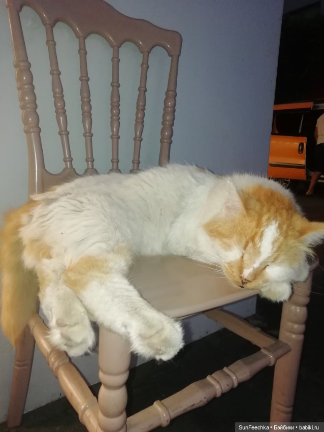 Котиками Алании посвящаю — Туризм и путешествия: фотоотчеты из поездок (фото 2)