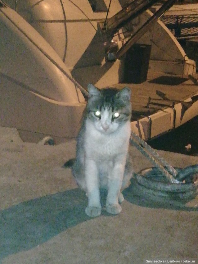 Котиками Алании посвящаю — Туризм и путешествия: фотоотчеты из поездок (фото 5)