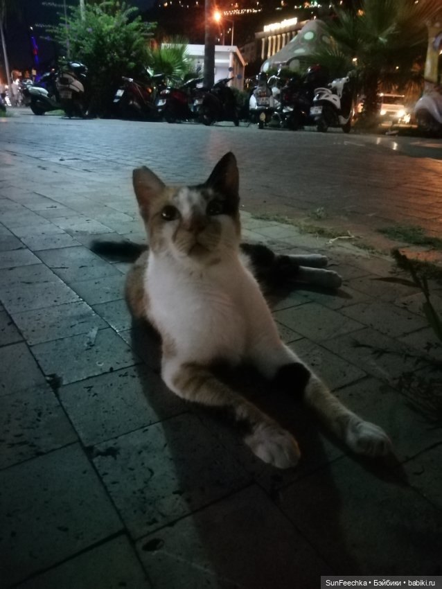 Котиками Алании посвящаю — Туризм и путешествия: фотоотчеты из поездок