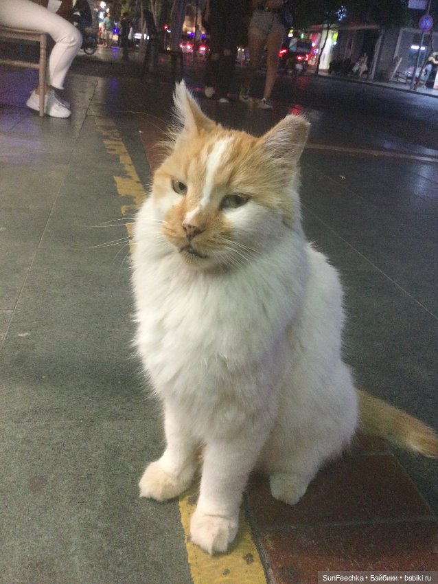 Котиками Алании посвящаю — Туризм и путешествия: фотоотчеты из поездок (фото 8)