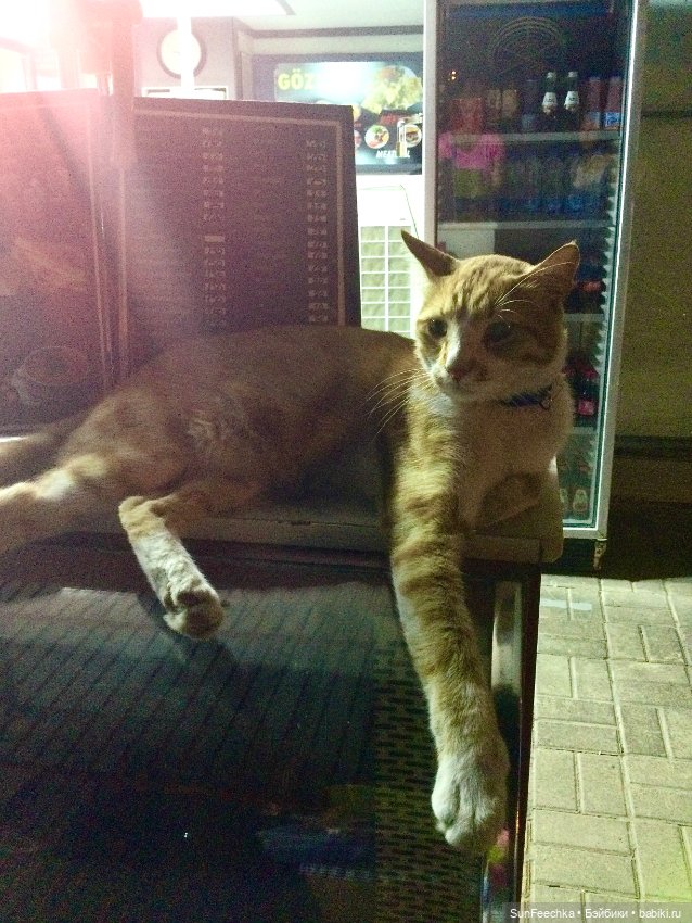 Котиками Алании посвящаю — Туризм и путешествия: фотоотчеты из поездок (фото 3)