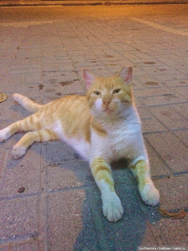 Котиками Алании посвящаю — Туризм и путешествия: фотоотчеты из поездок (фото 6)