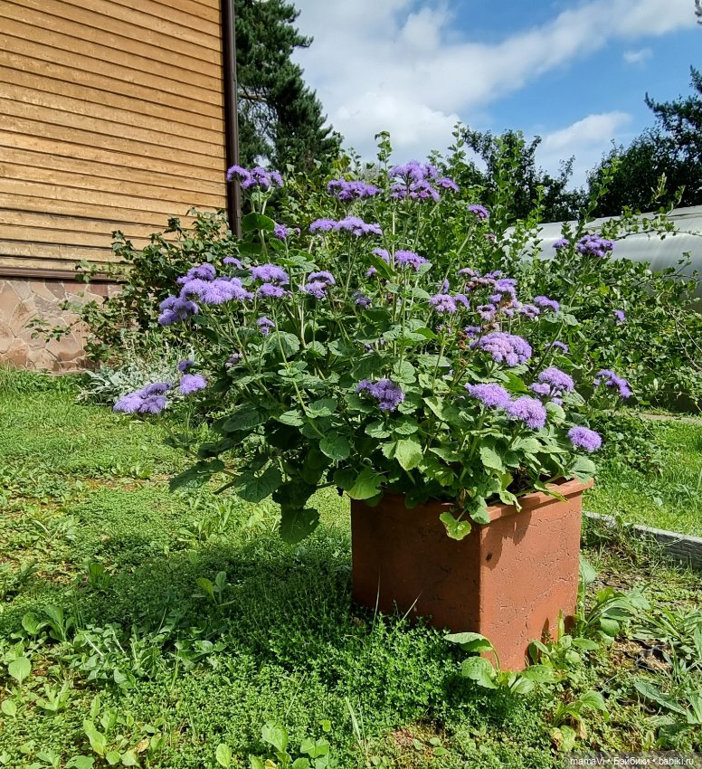 Бегом в сад, за Мией Ватрушковной