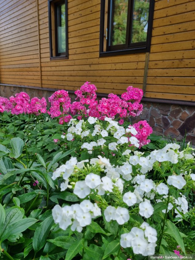 Бегом в сад, за Мией Ватрушковной (фото 4)