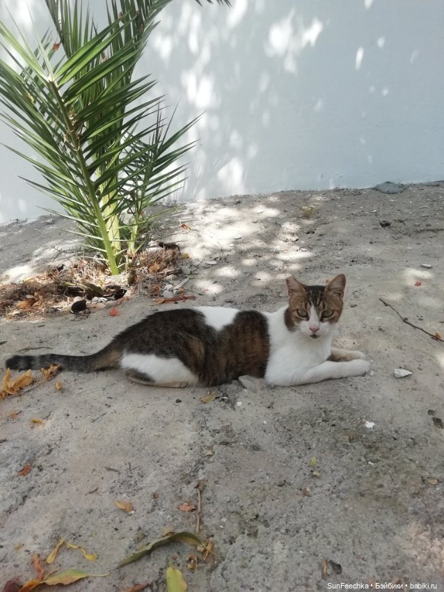 Котиками Алании посвящаю — Туризм и путешествия: фотоотчеты из поездок (фото 9)
