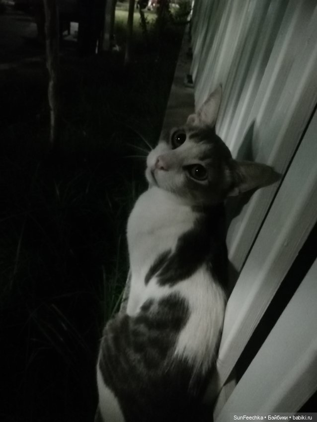 Котиками Алании посвящаю — Туризм и путешествия: фотоотчеты из поездок (фото 10)