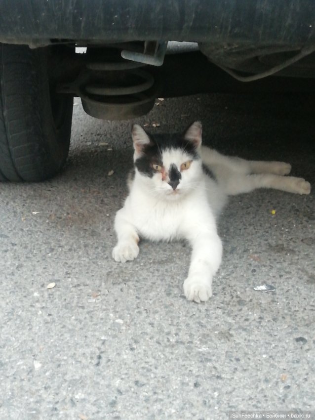 Котиками Алании посвящаю — Туризм и путешествия: фотоотчеты из поездок (фото 7)