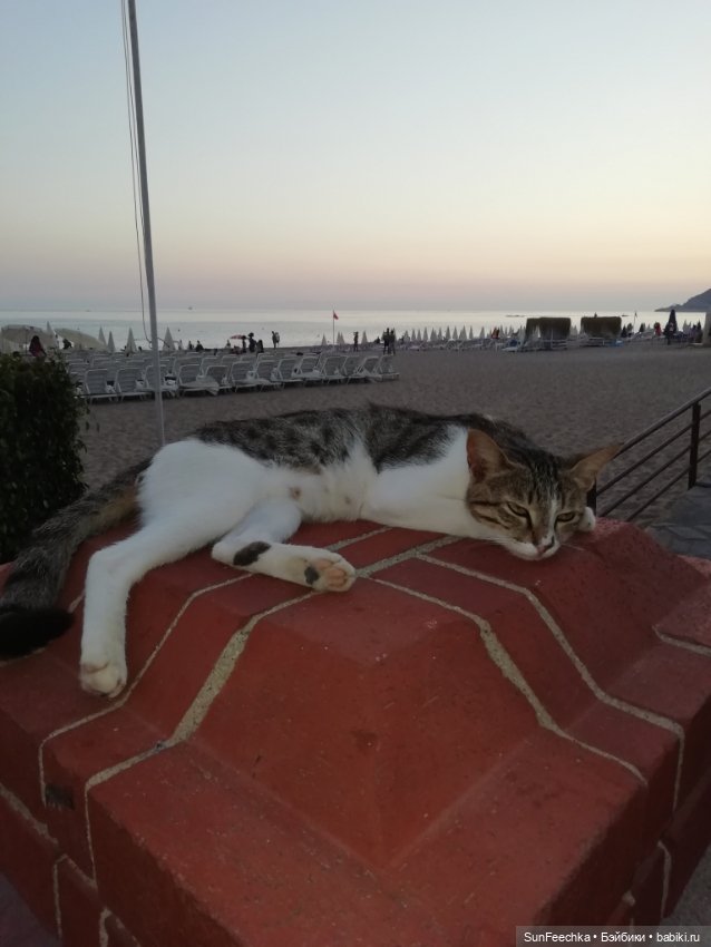 Котиками Алании посвящаю — Туризм и путешествия: фотоотчеты из поездок