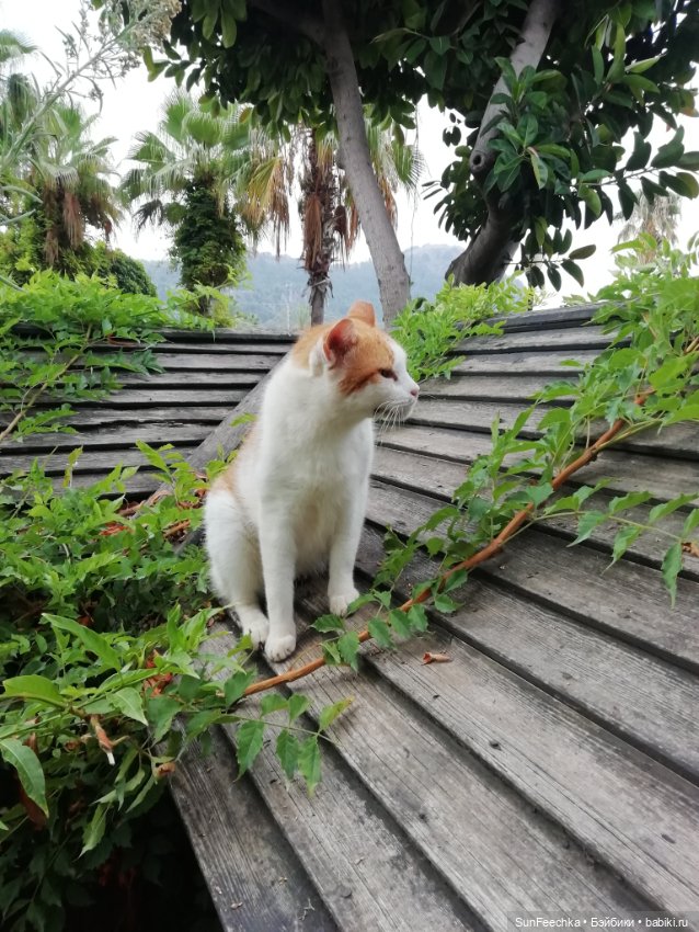 Котиками Алании посвящаю — Туризм и путешествия: фотоотчеты из поездок