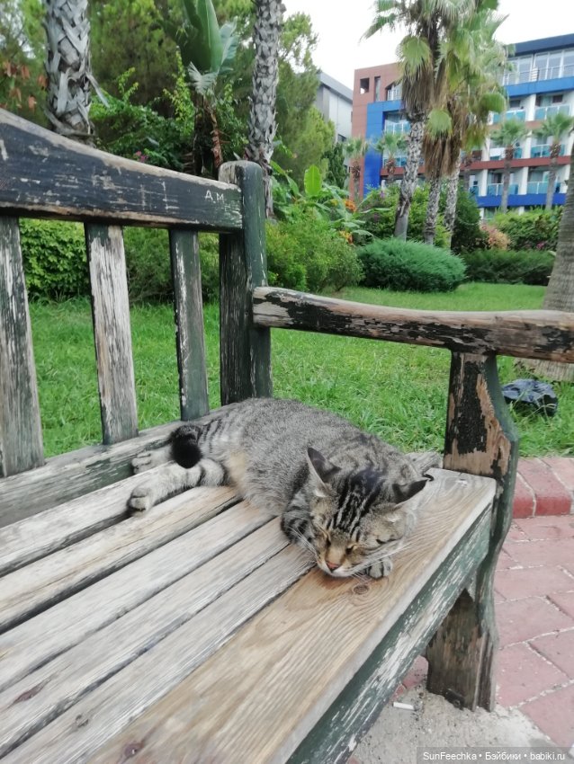 Котиками Алании посвящаю — Туризм и путешествия: фотоотчеты из поездок
