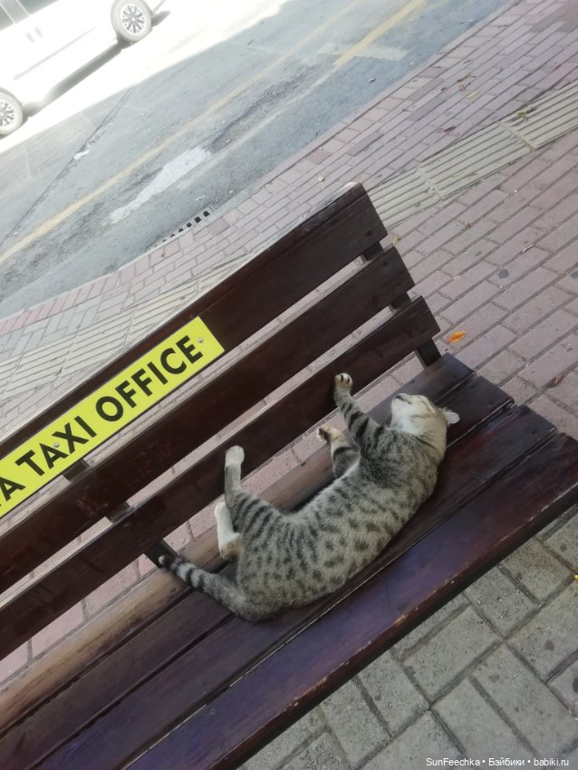 Котиками Алании посвящаю — Туризм и путешествия: фотоотчеты из поездок