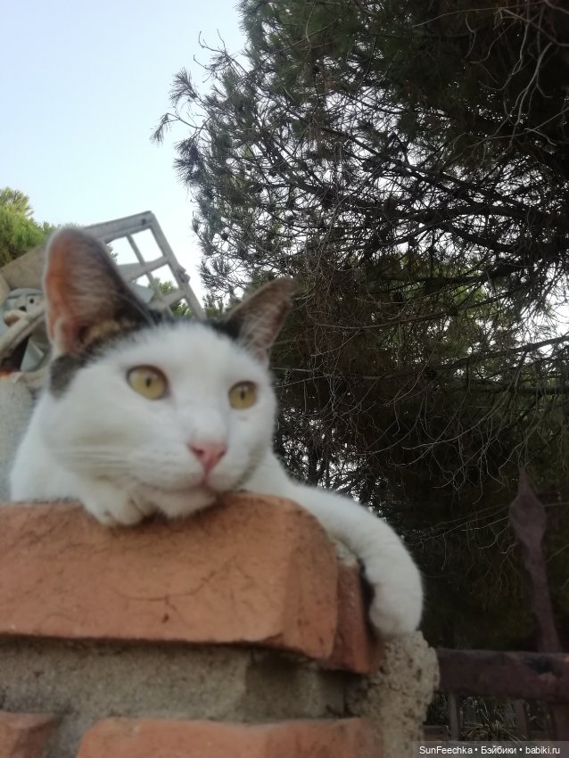 Котиками Алании посвящаю — Туризм и путешествия: фотоотчеты из поездок