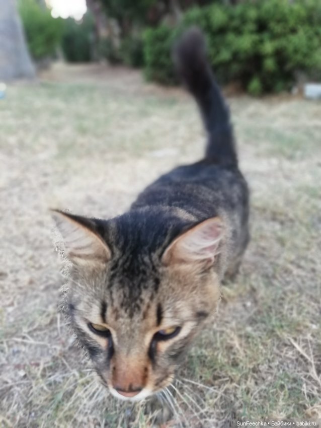 Котиками Алании посвящаю — Туризм и путешествия: фотоотчеты из поездок