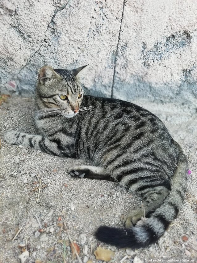 Котиками Алании посвящаю — Туризм и путешествия: фотоотчеты из поездок