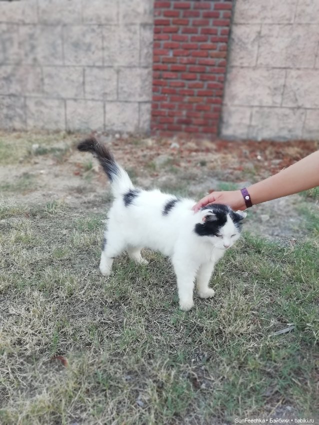 Котиками Алании посвящаю — Туризм и путешествия: фотоотчеты из поездок