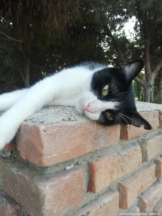 Котиками Алании посвящаю — Туризм и путешествия: фотоотчеты из поездок